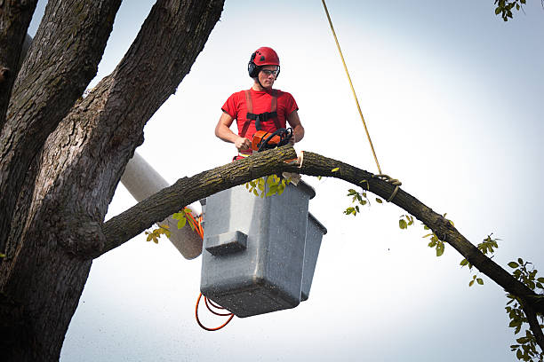 Best Tree Root Removal  in Williamsport, PA